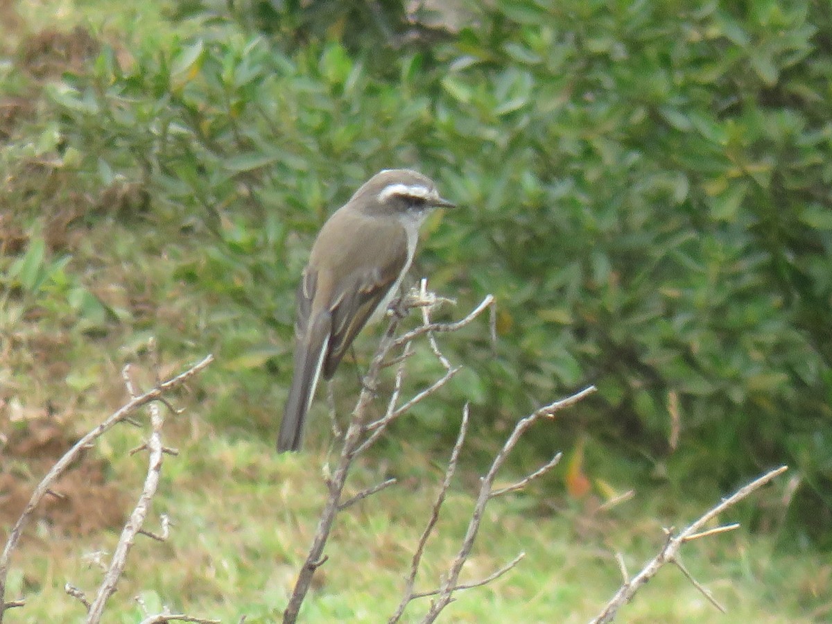 White-browed Chat-Tyrant - ML621136505