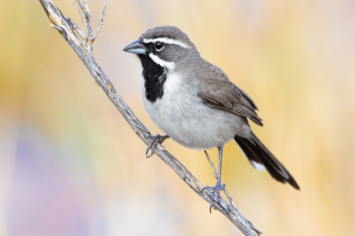 Black-throated Sparrow - ML621136507