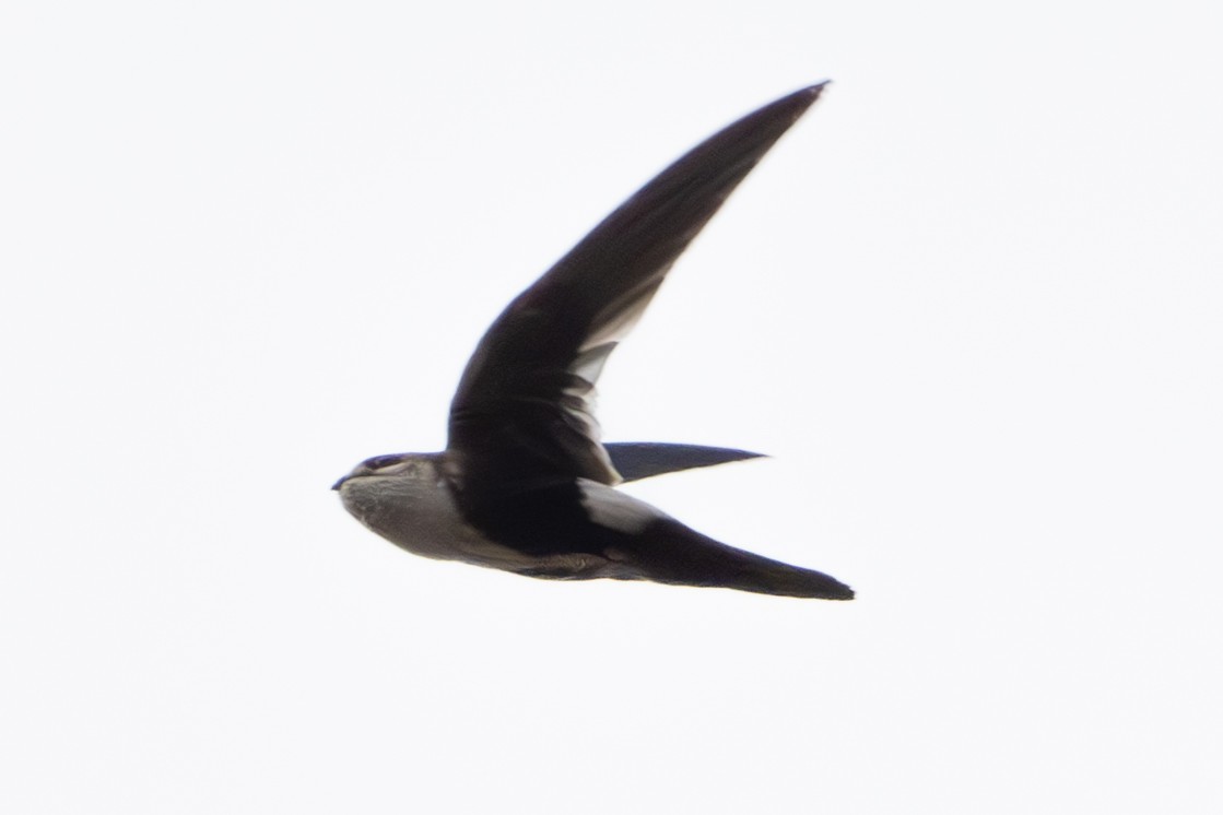 White-throated Swift - ML621136517
