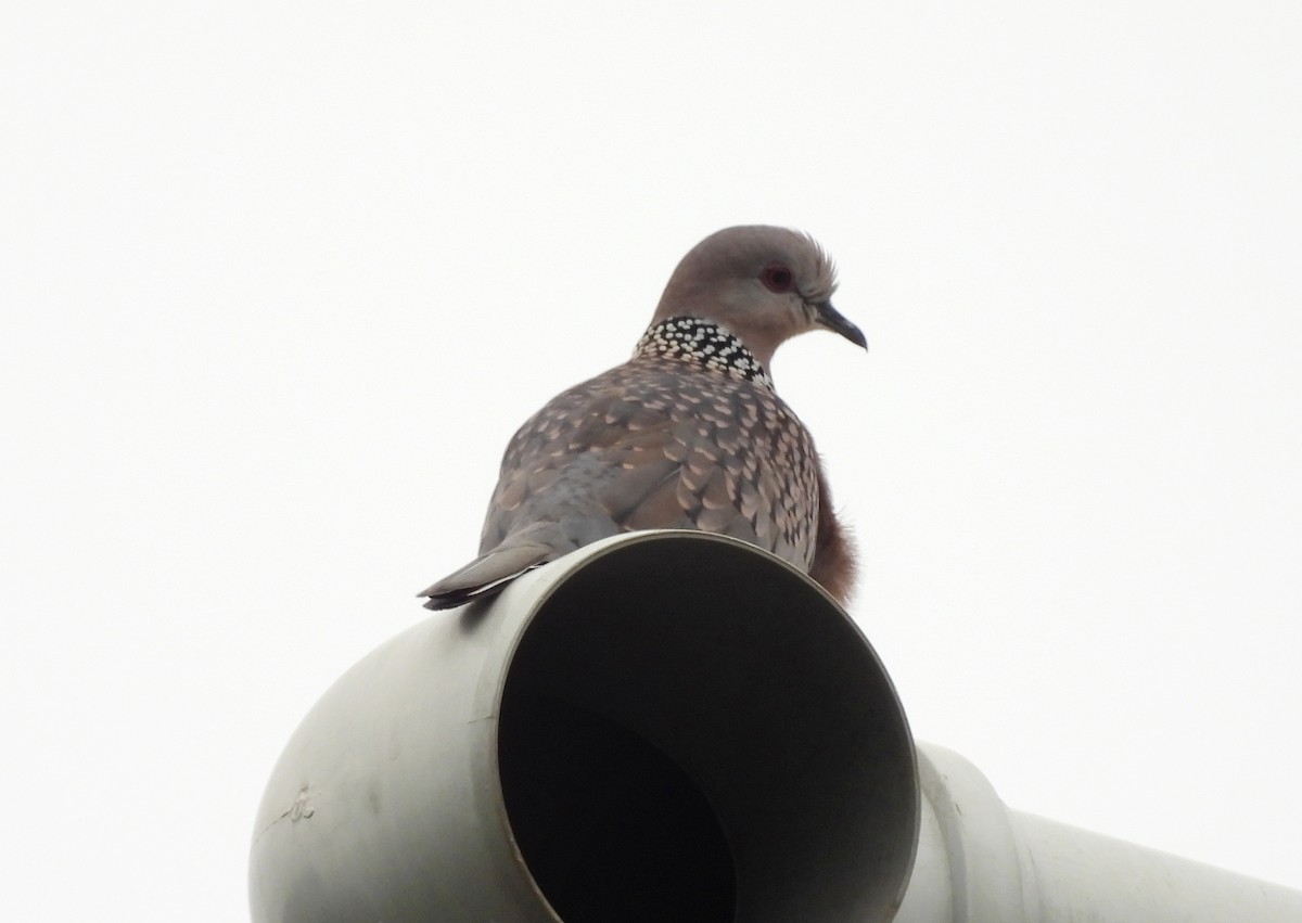 Spotted Dove - ML621136522