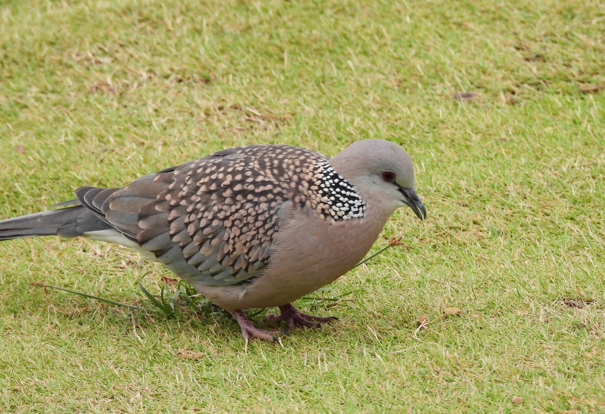 Spotted Dove - ML621136523