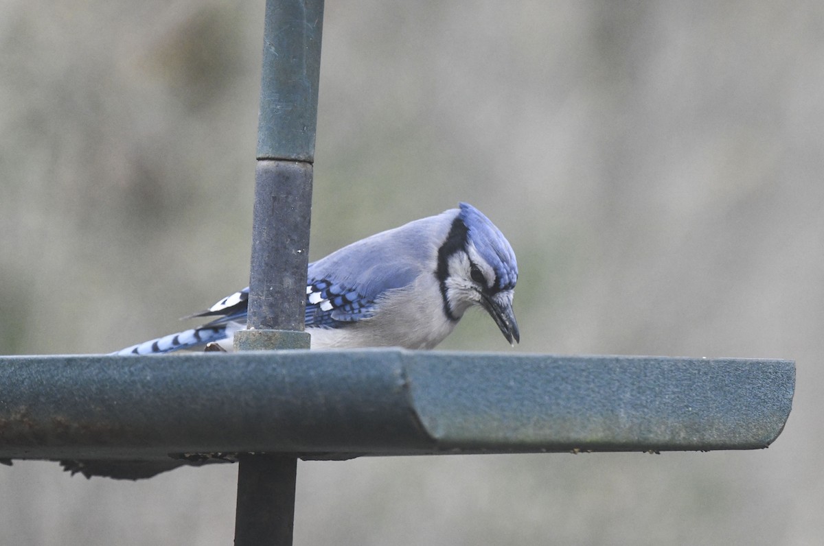 Blue Jay - Tom and Janet Kuehl