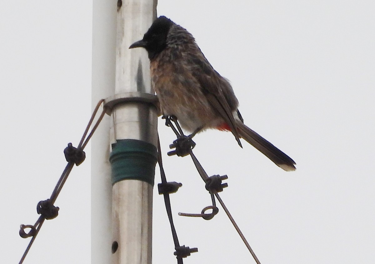 Red-vented Bulbul - ML621136590