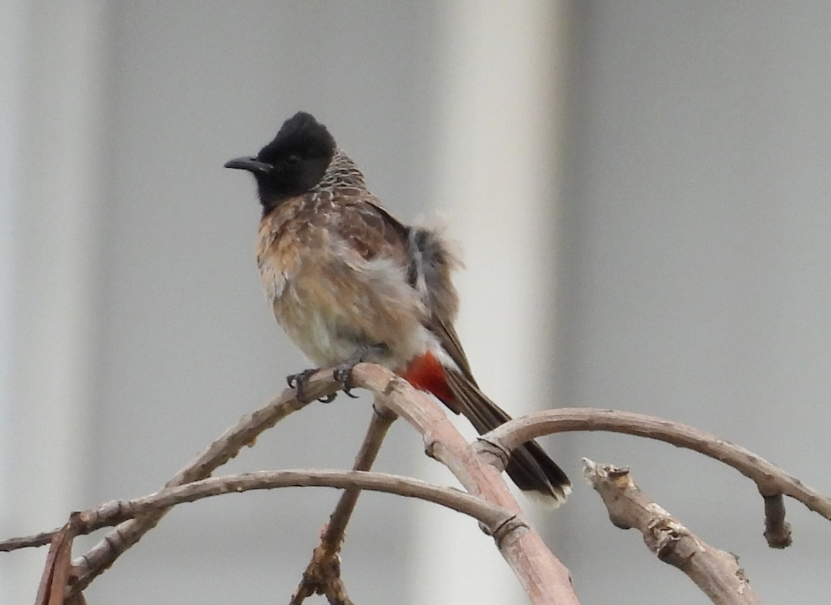 Red-vented Bulbul - ML621136591