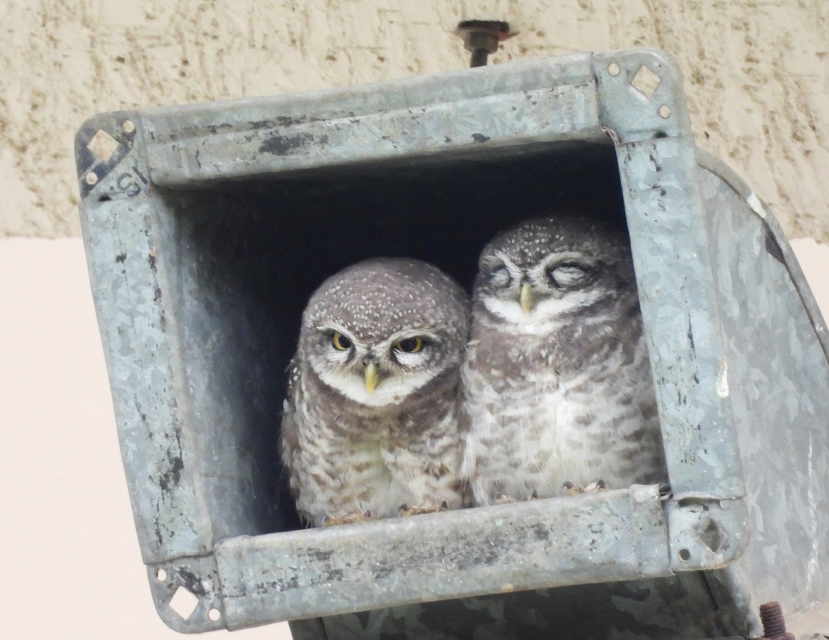 Spotted Owlet - ML621136607