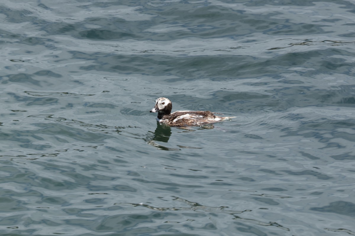 Long-tailed Duck - ML621136638