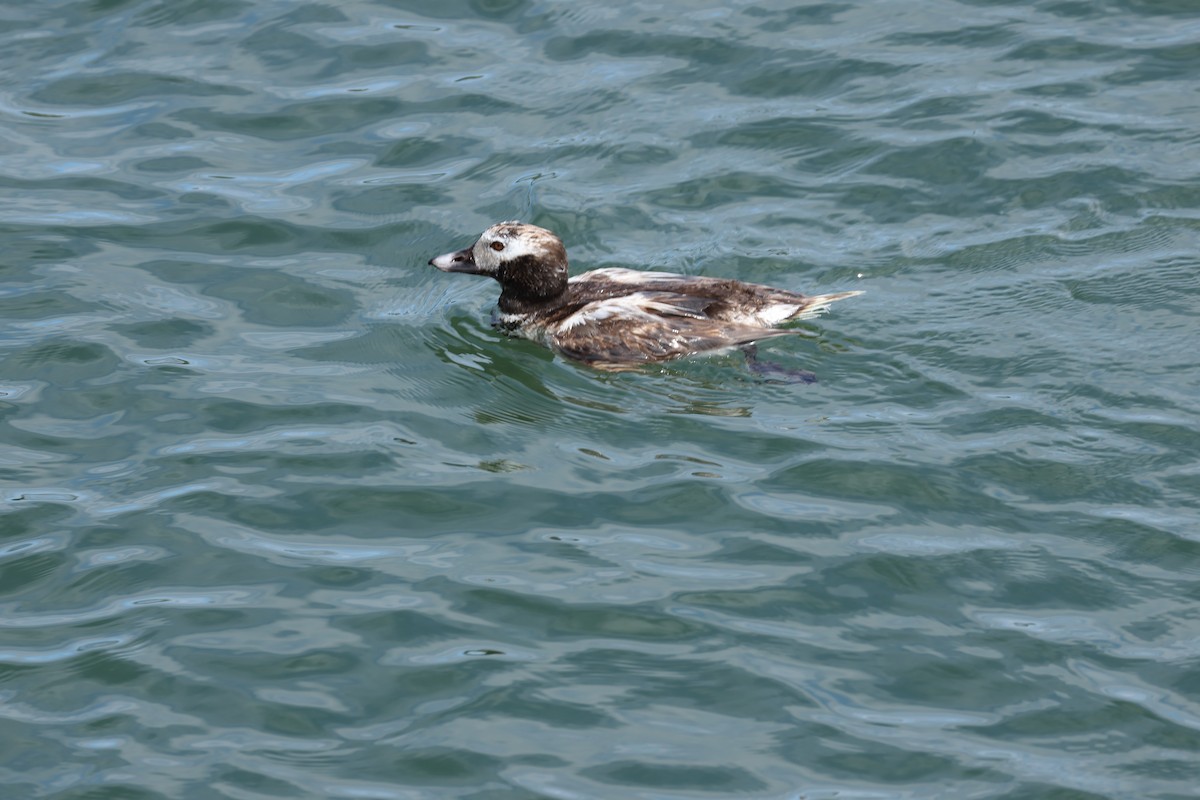 Long-tailed Duck - ML621136644