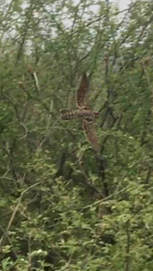 Square-tailed Nightjar - ML621136647