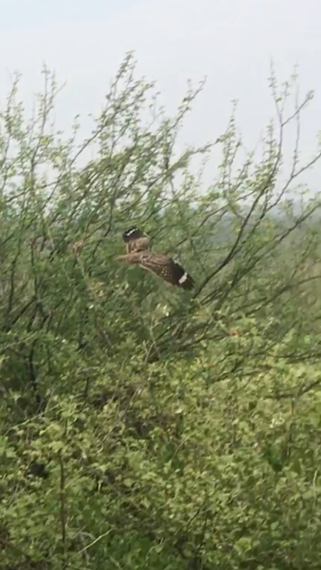 Square-tailed Nightjar - ML621136648
