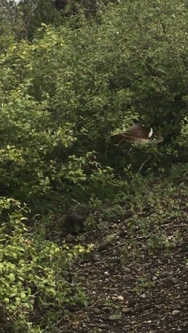 Square-tailed Nightjar - ML621136650