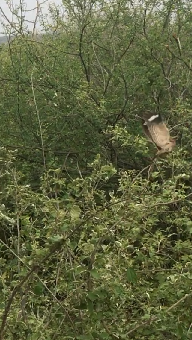 Square-tailed Nightjar - ML621136651
