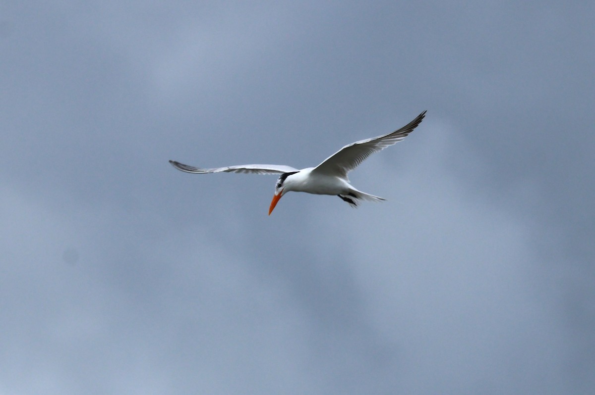 Royal Tern - ML621136677