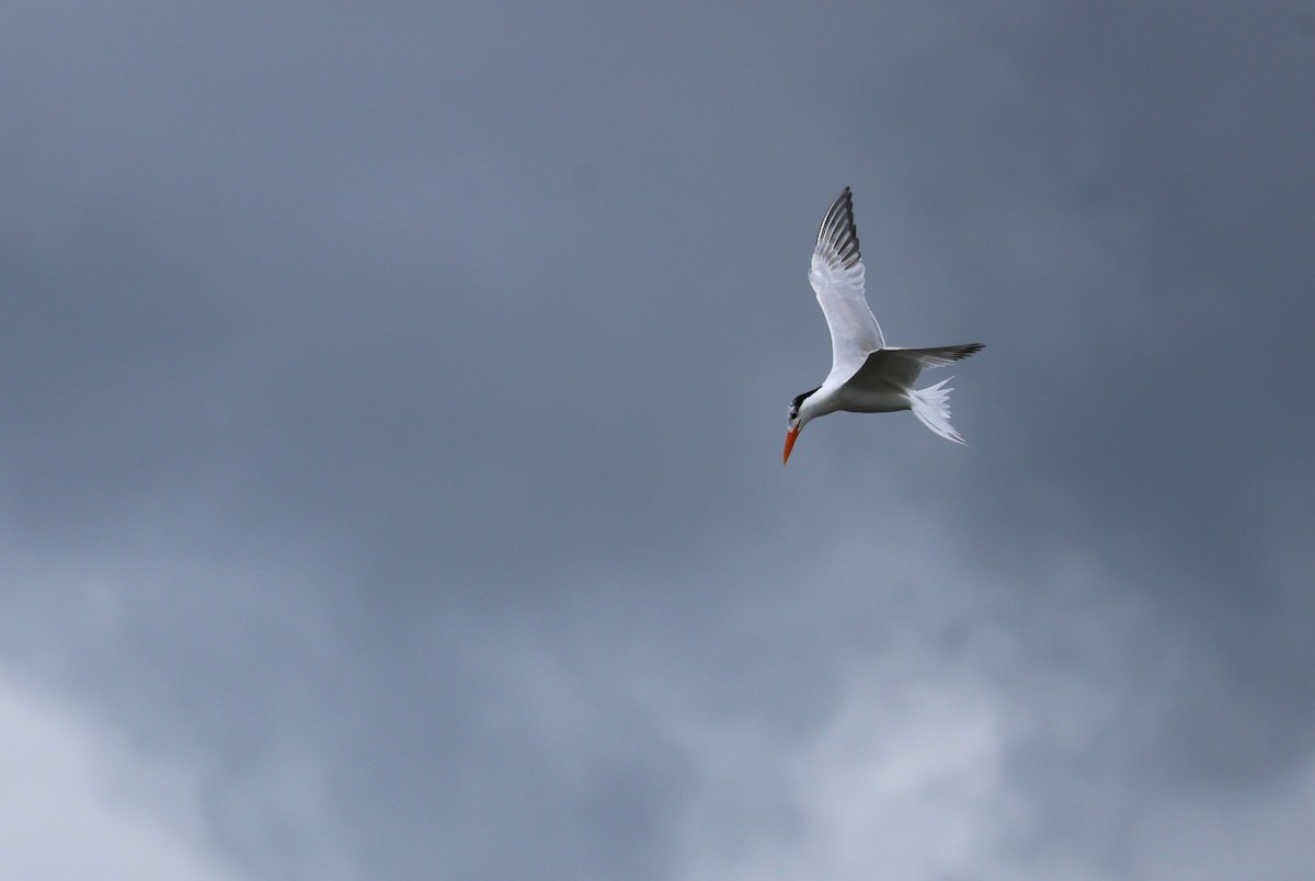 Royal Tern - ML621136678