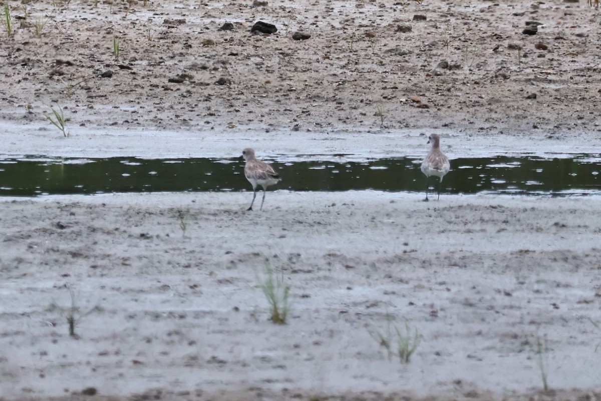 Black-bellied Plover - ML621136689