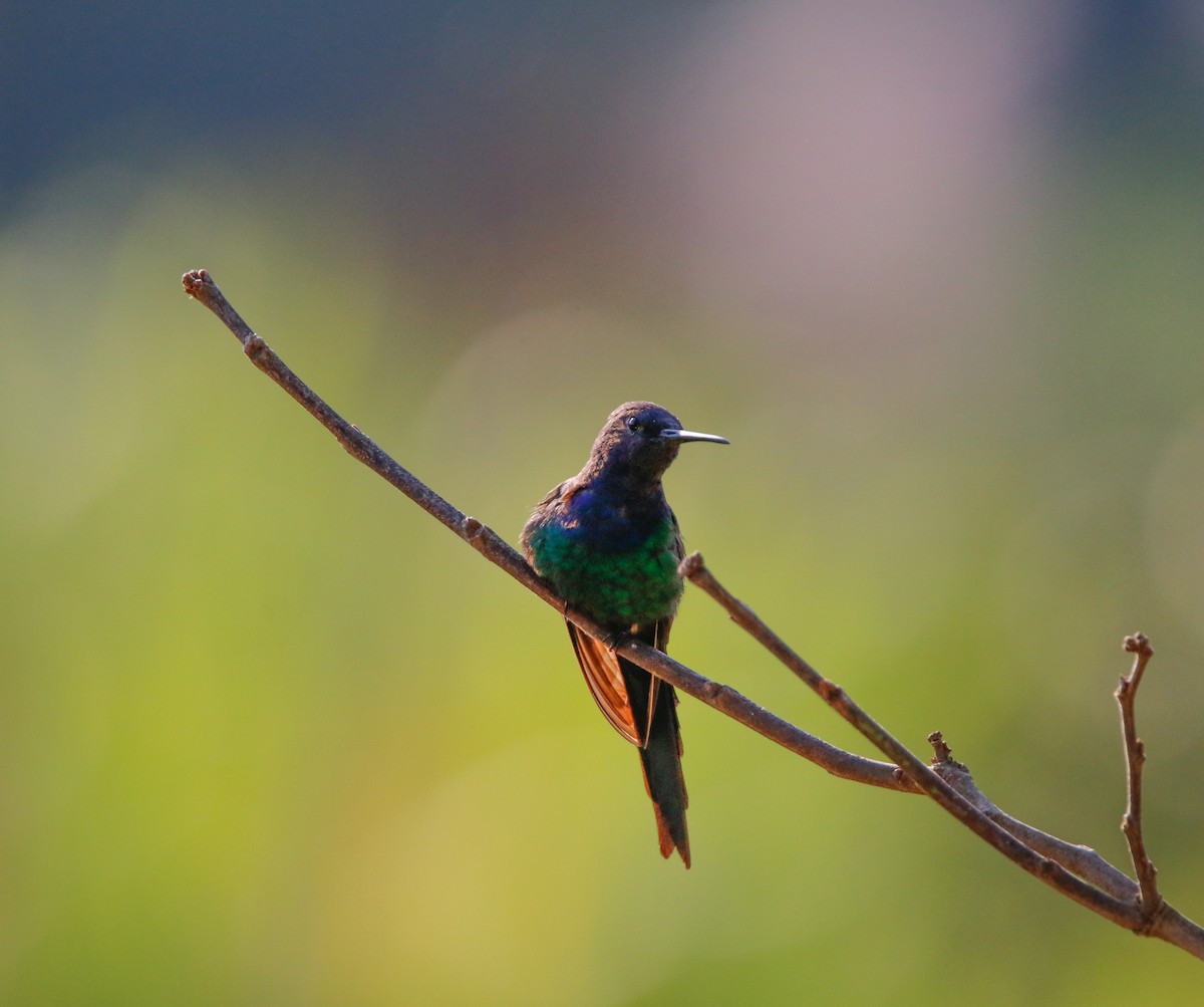 Swallow-tailed Hummingbird - ML621136702