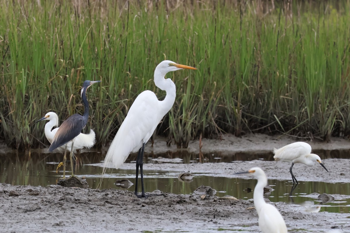 Great Egret - ML621136749