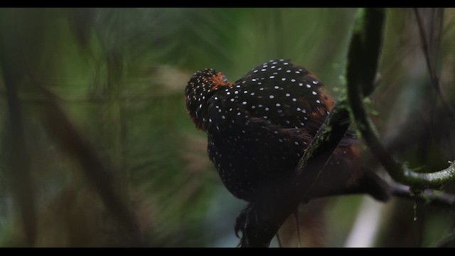 Tapaculo Ocelado - ML621136750