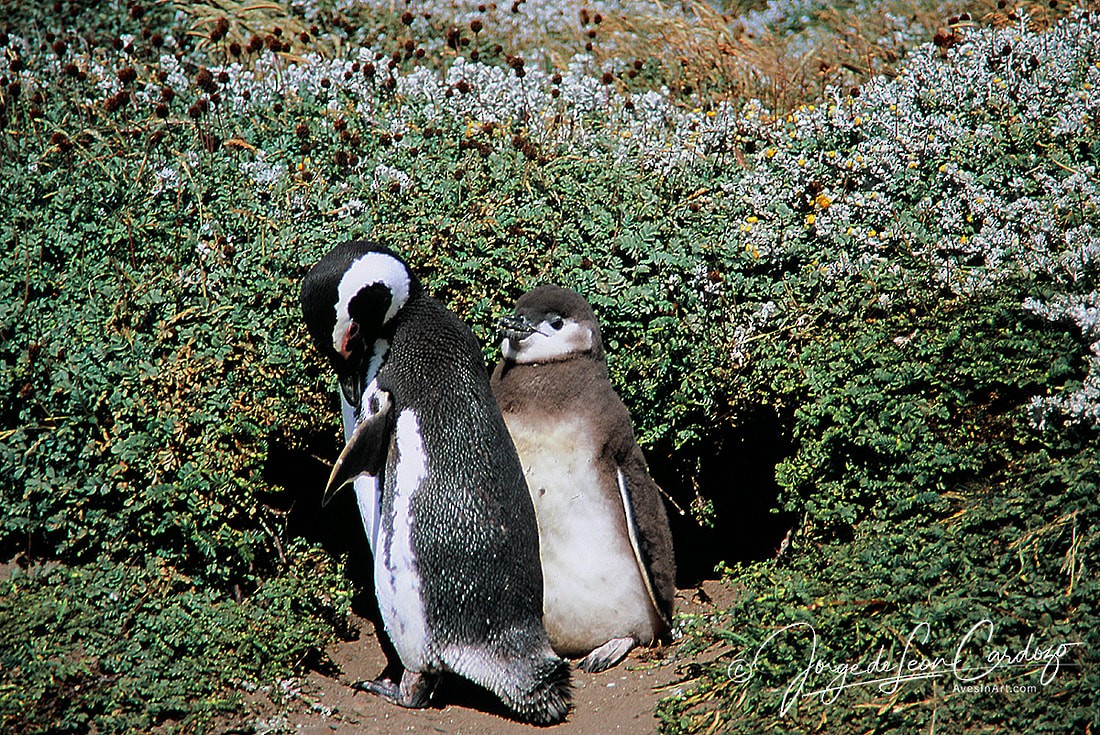Magellanic Penguin - Jorge de Leon Cardozo