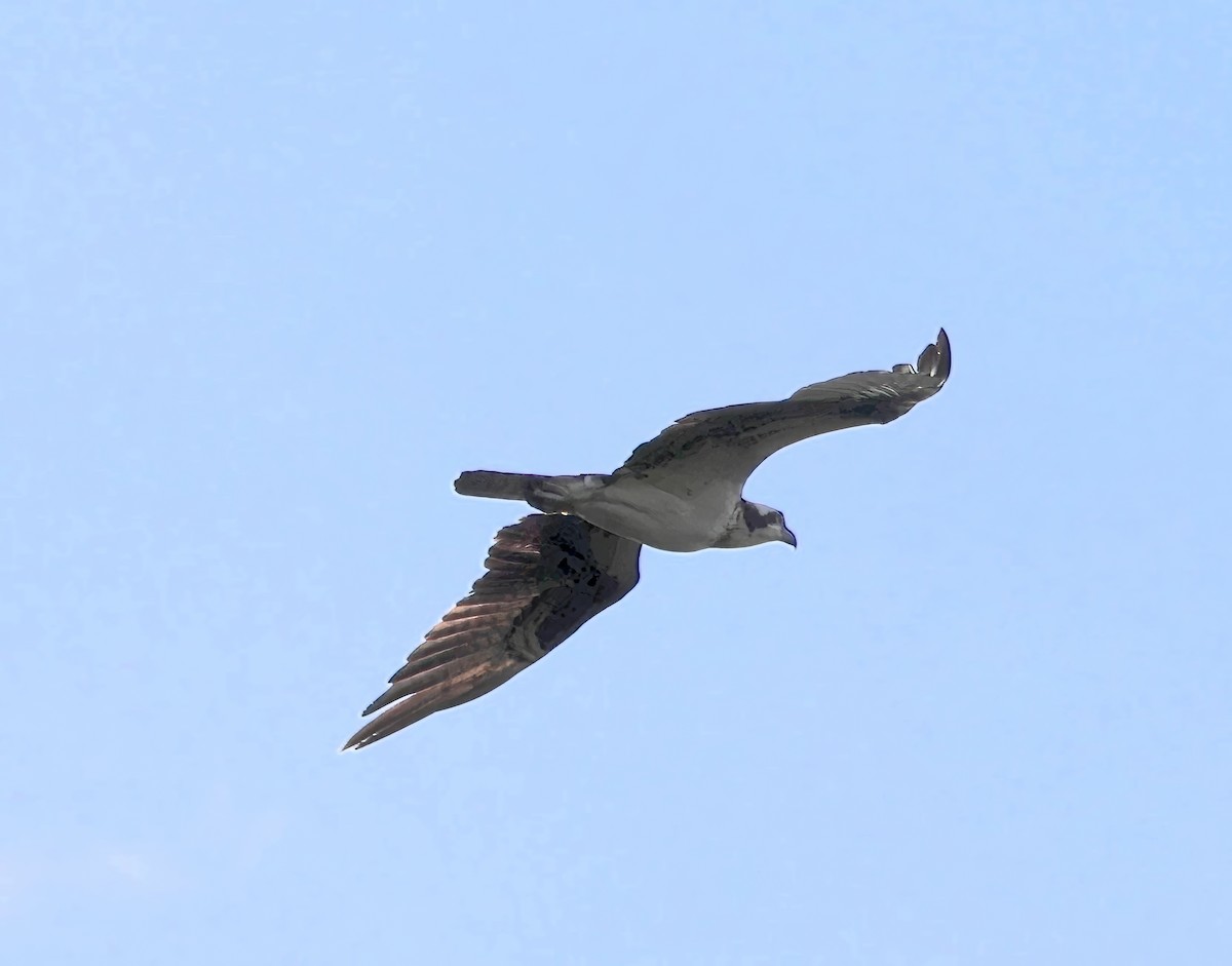 Osprey - ML621136763