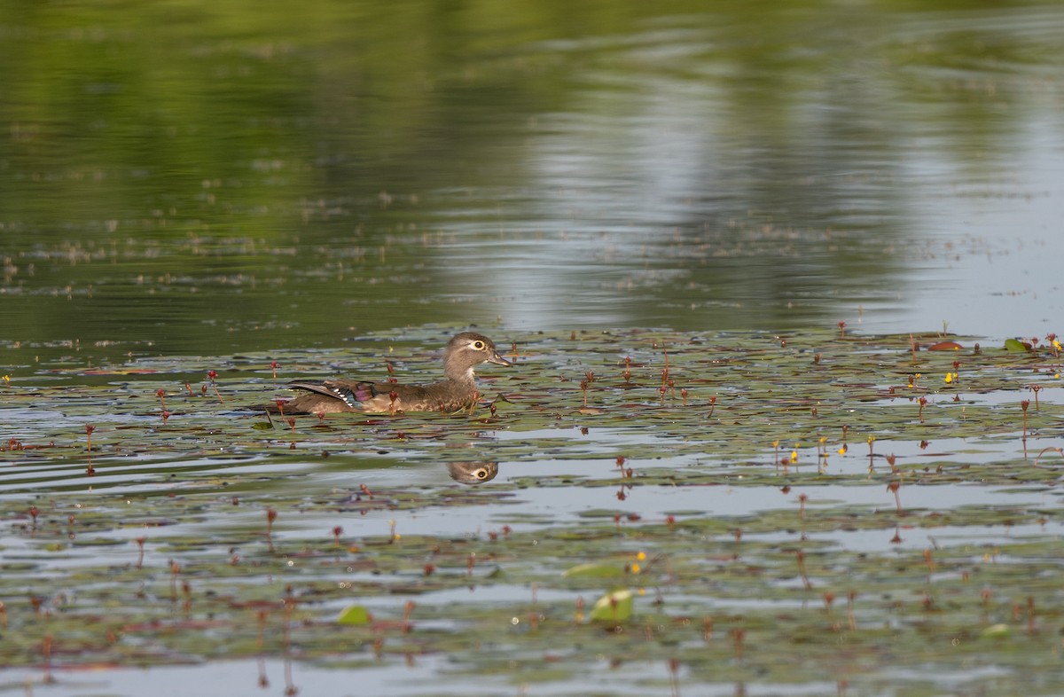 Wood Duck - Marilyn White