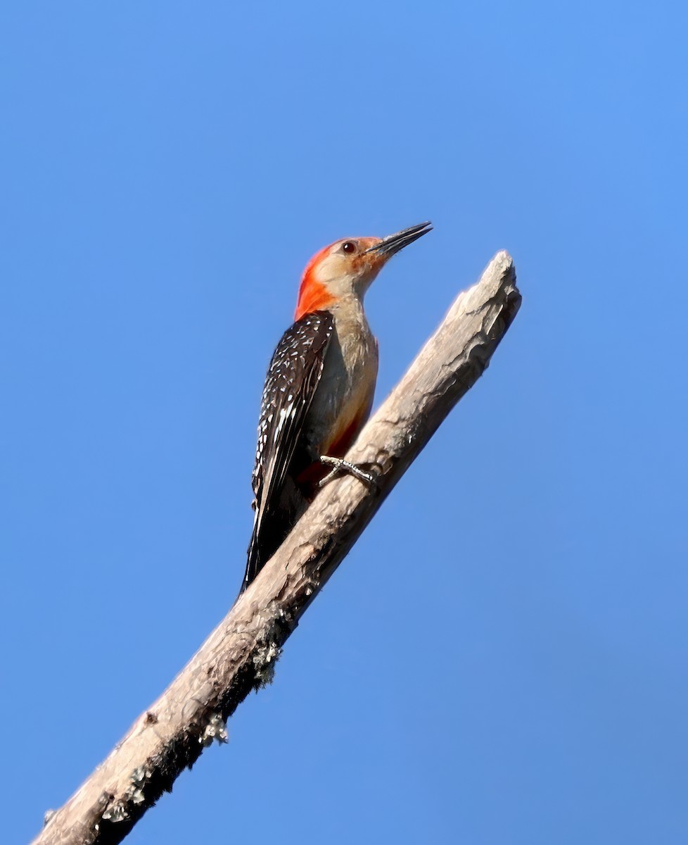 Red-bellied Woodpecker - ML621136809