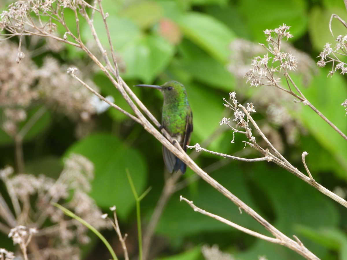 kolibřík měděnořitý - ML621136824