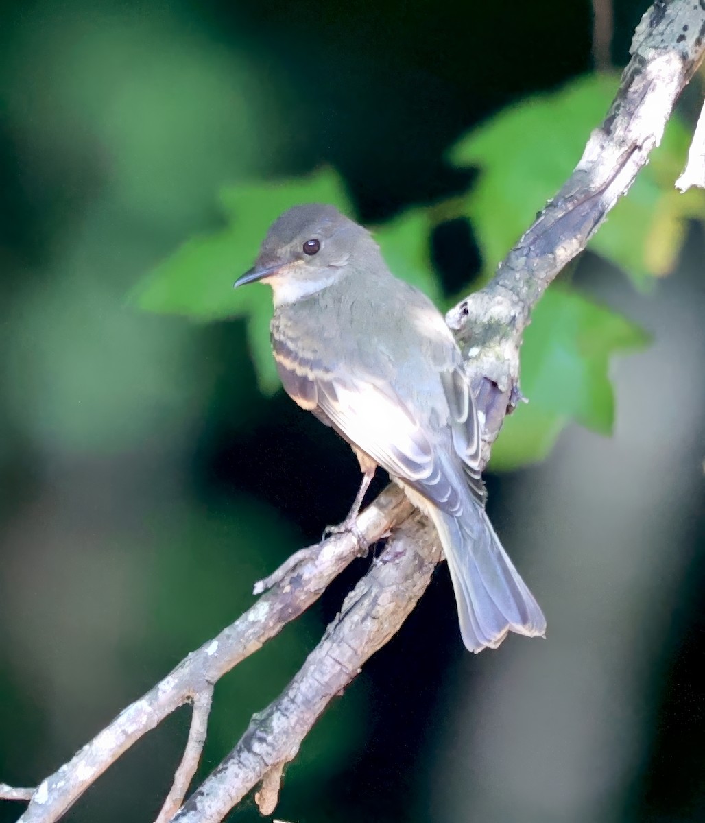 Eastern Phoebe - ML621136826