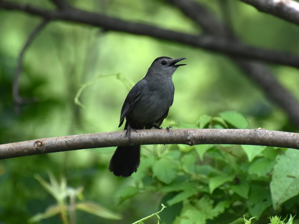 Gray Catbird - ML621136846