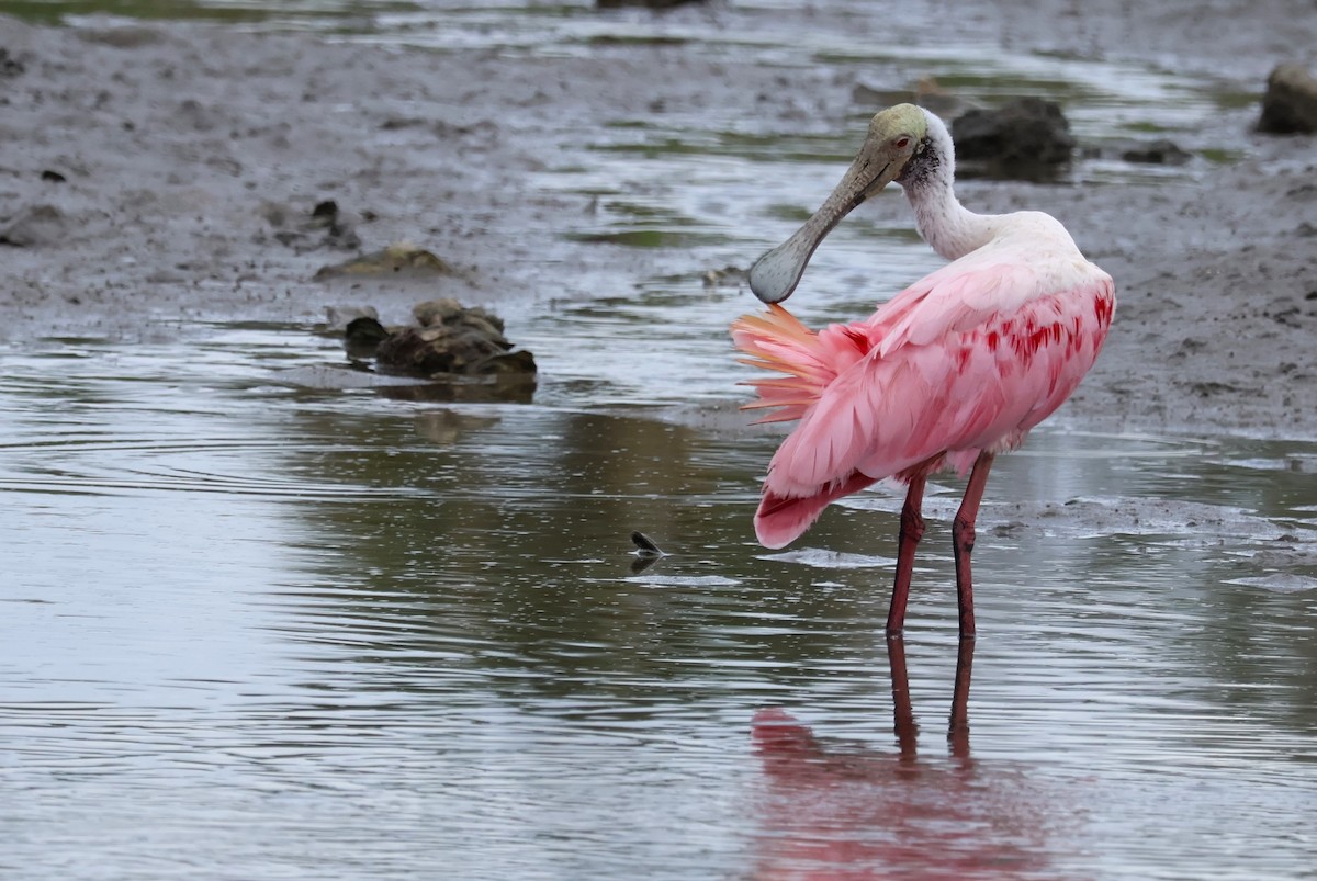 Roseate Spoonbill - ML621136876