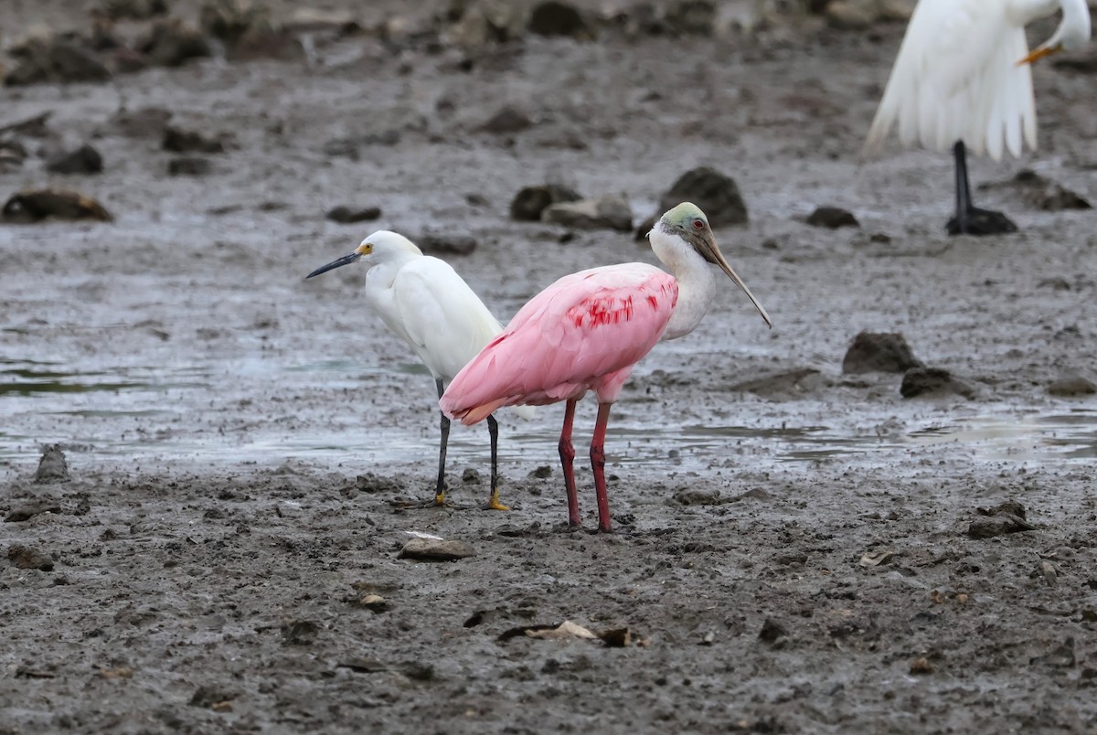 Roseate Spoonbill - ML621136878