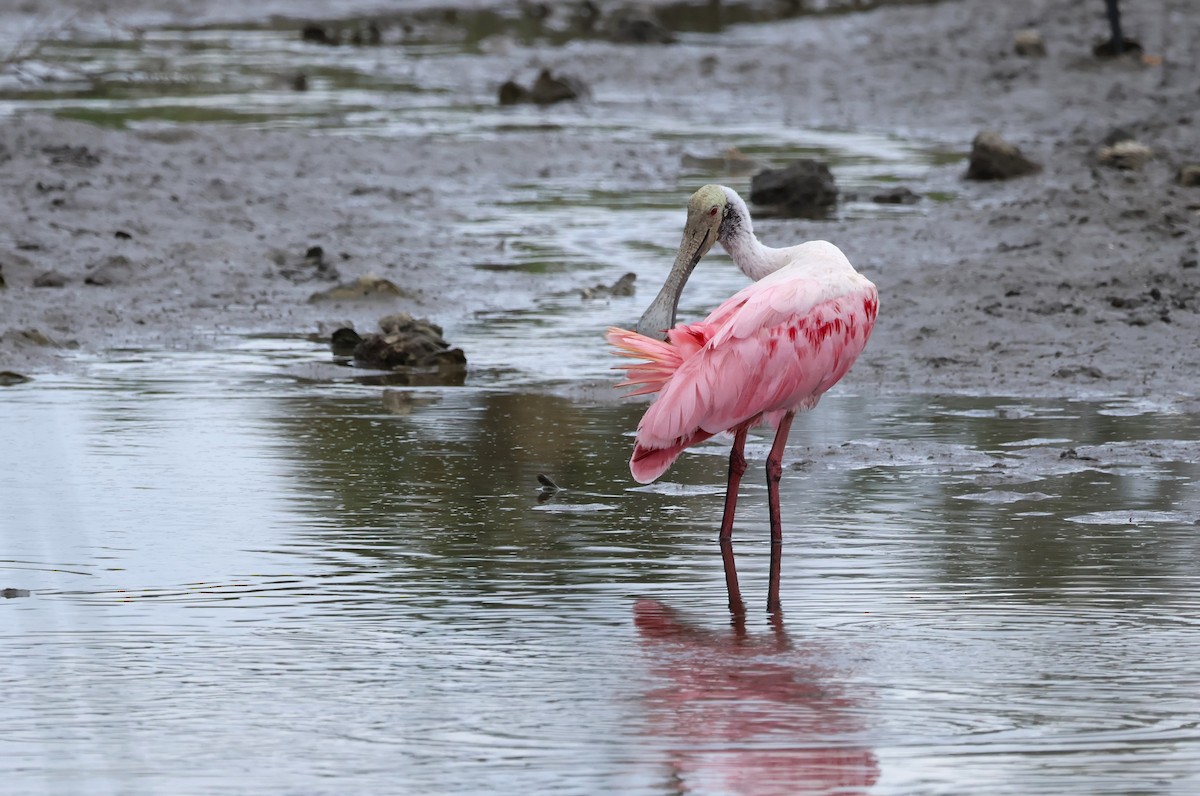 Roseate Spoonbill - ML621136879