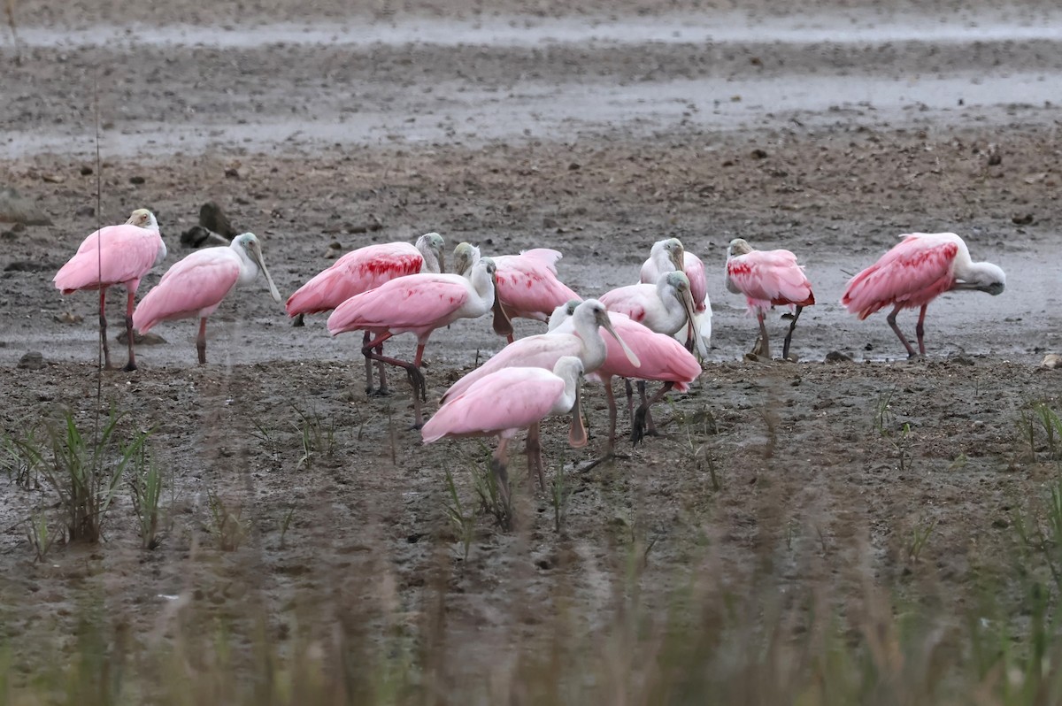 Roseate Spoonbill - ML621136880