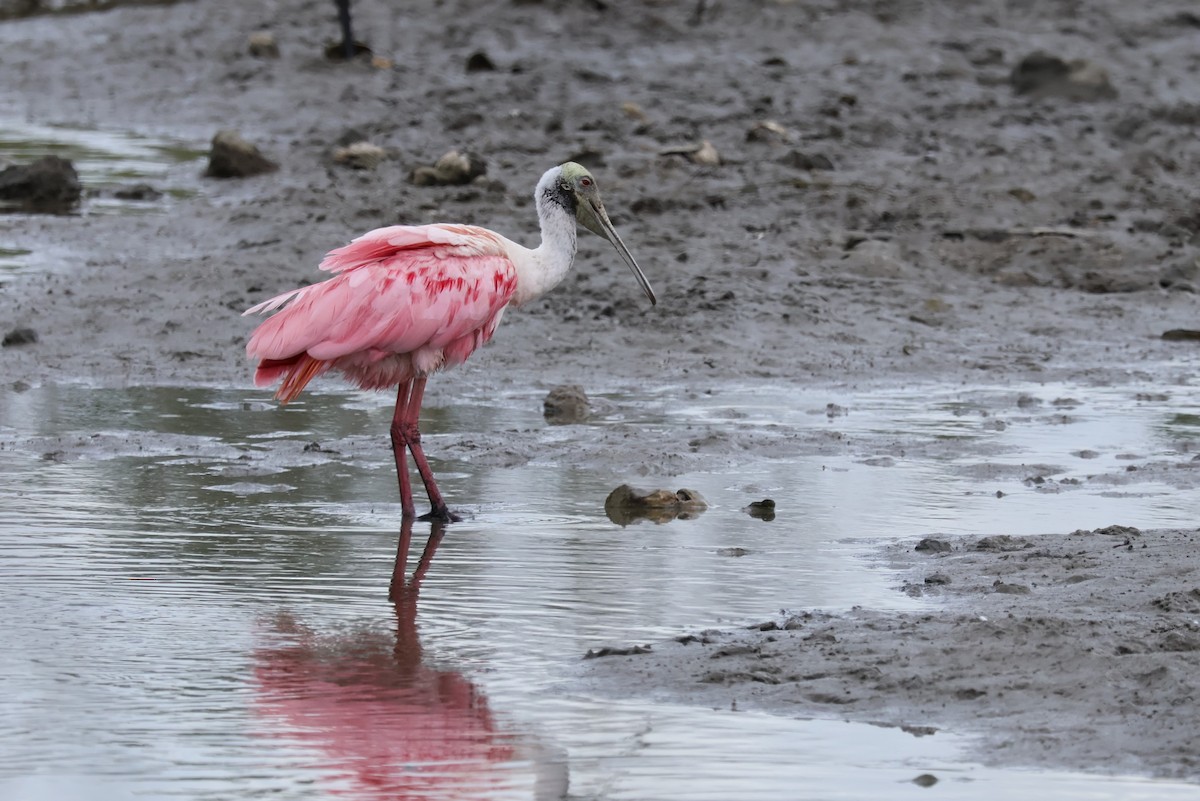 Roseate Spoonbill - ML621136881