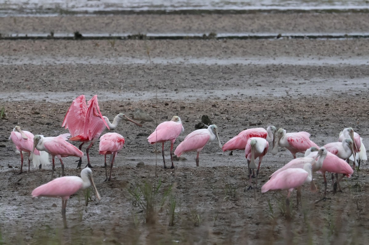 Roseate Spoonbill - ML621136882