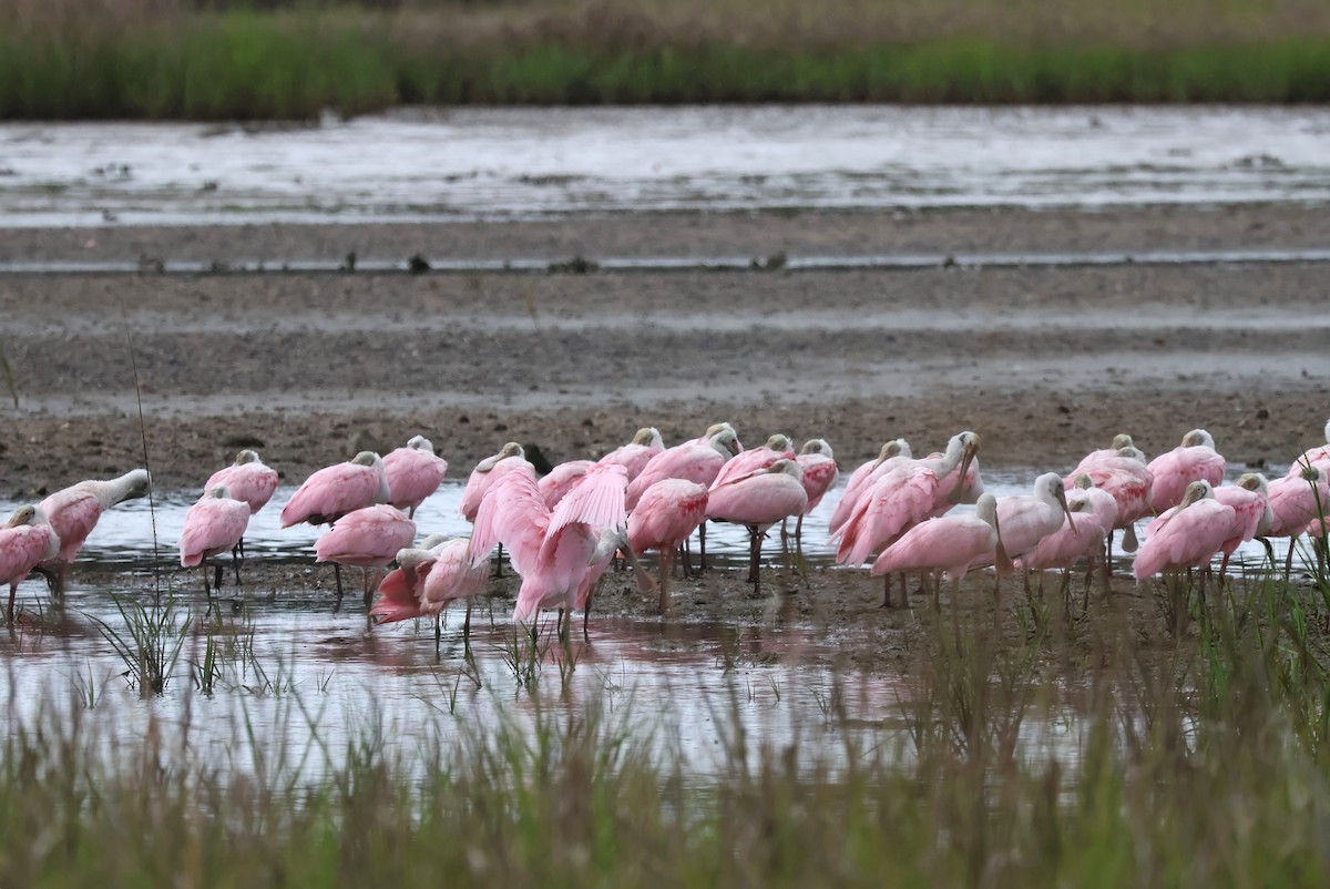 Roseate Spoonbill - ML621136885