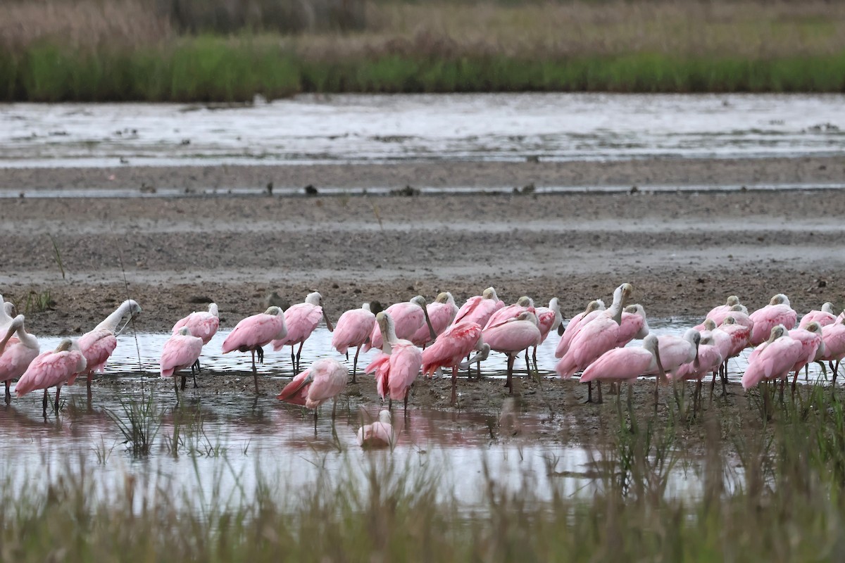 Roseate Spoonbill - ML621136886