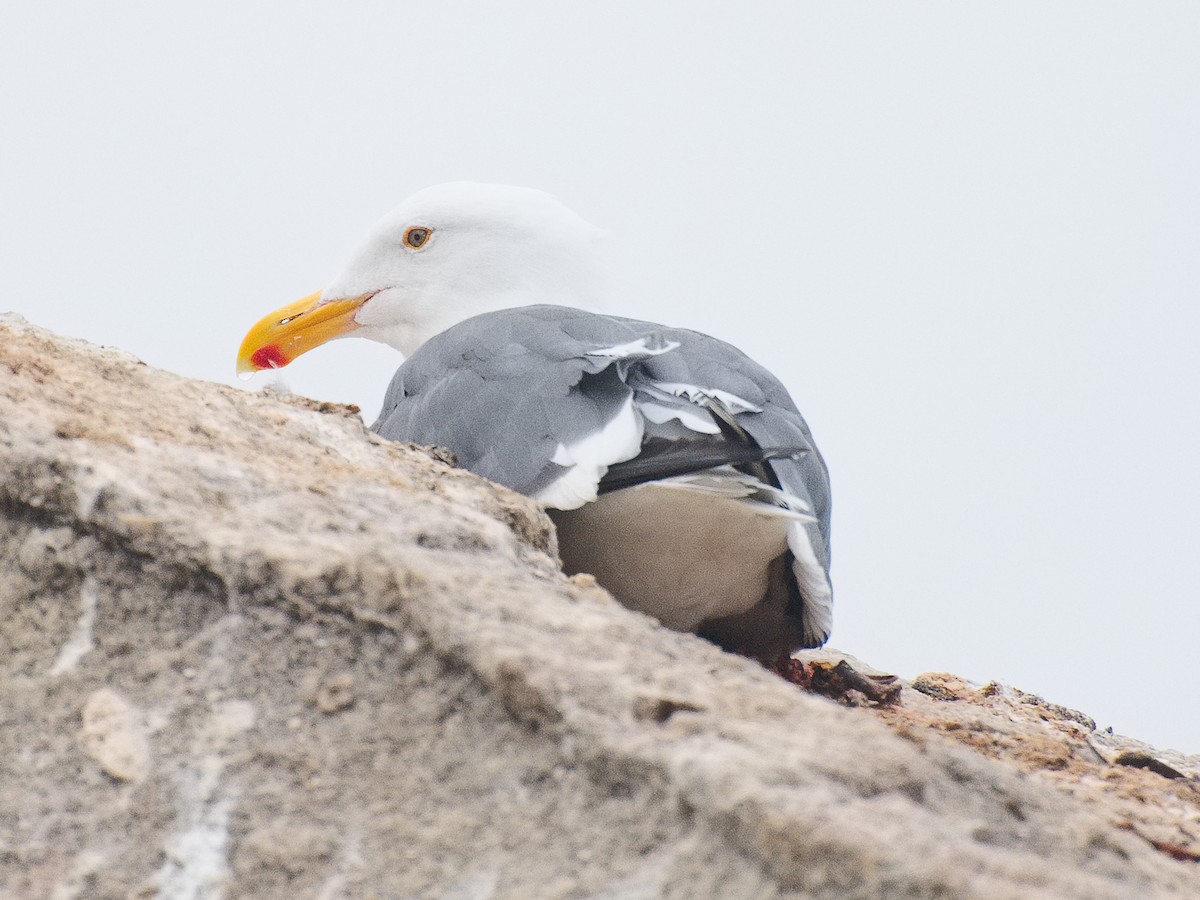 Western Gull - ML621136891