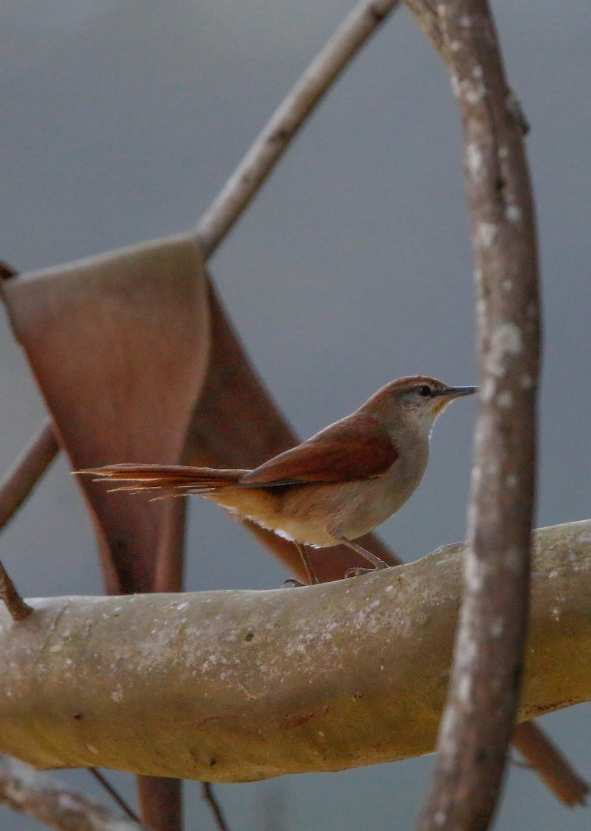 Yellow-chinned Spinetail - ML621136913