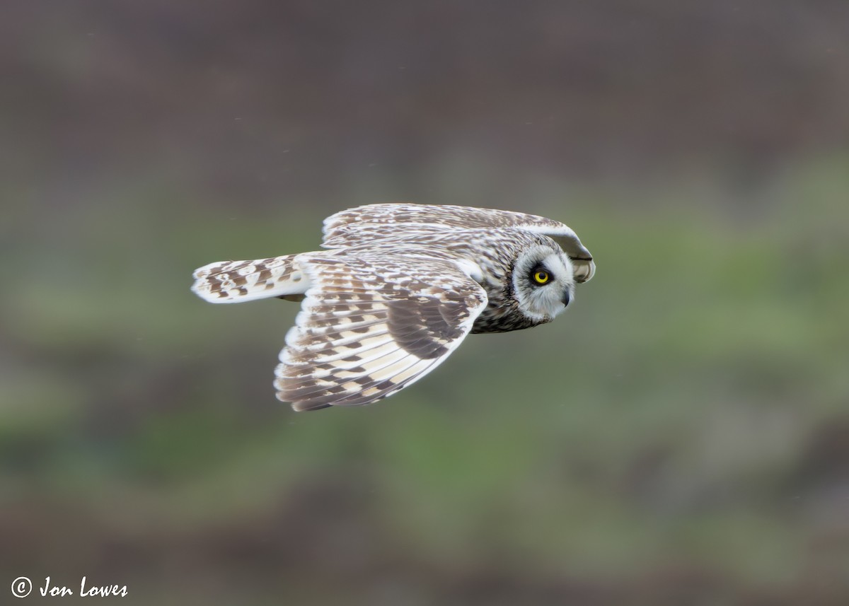 Short-eared Owl (Northern) - ML621136916