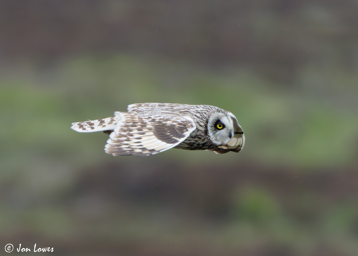 Short-eared Owl (Northern) - ML621136917