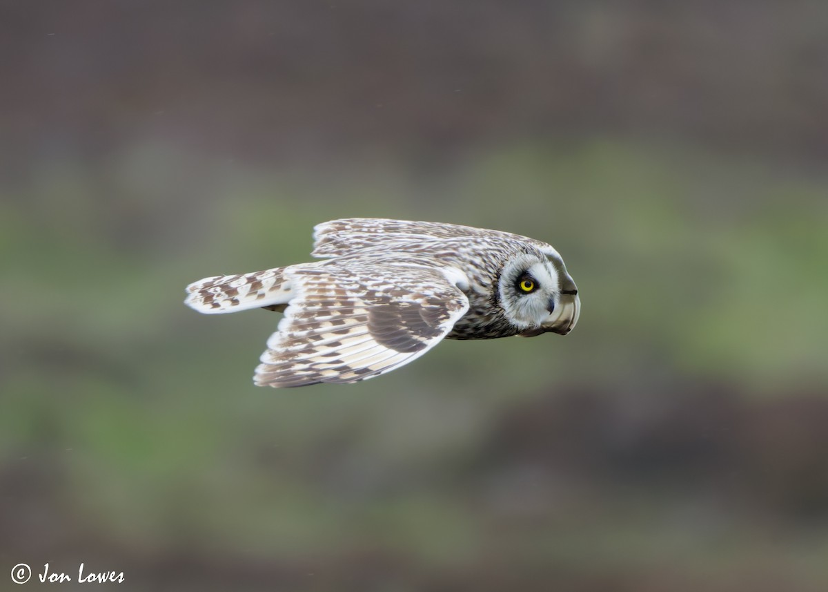 Short-eared Owl (Northern) - ML621136918