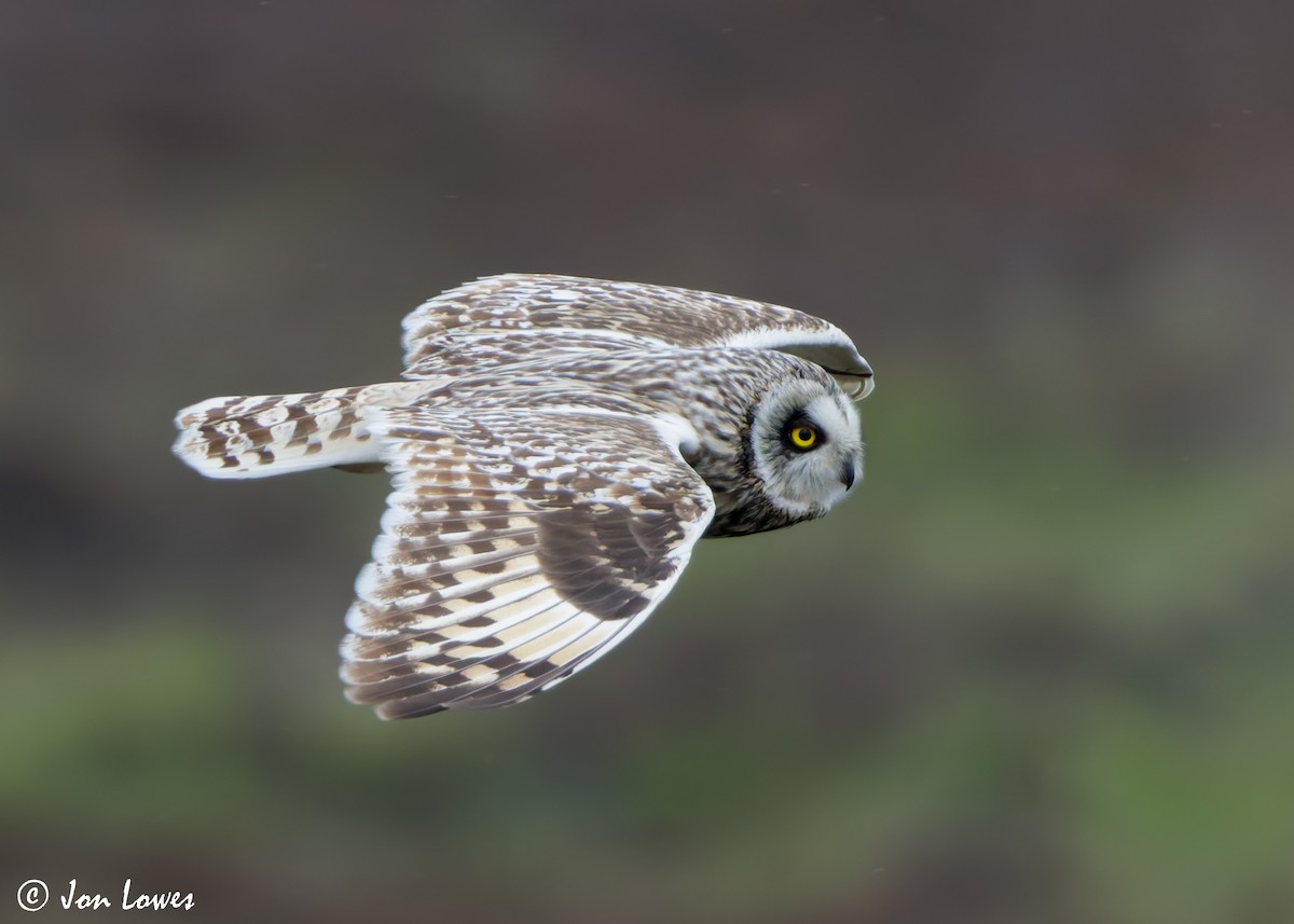 Short-eared Owl (Northern) - ML621136919