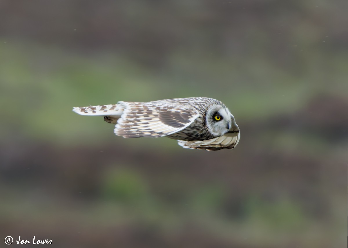 Short-eared Owl (Northern) - ML621136920