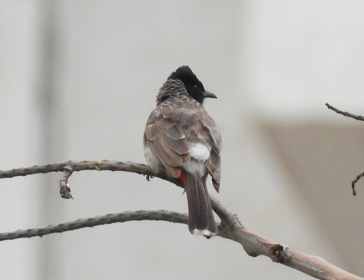 Red-vented Bulbul - ML621136932