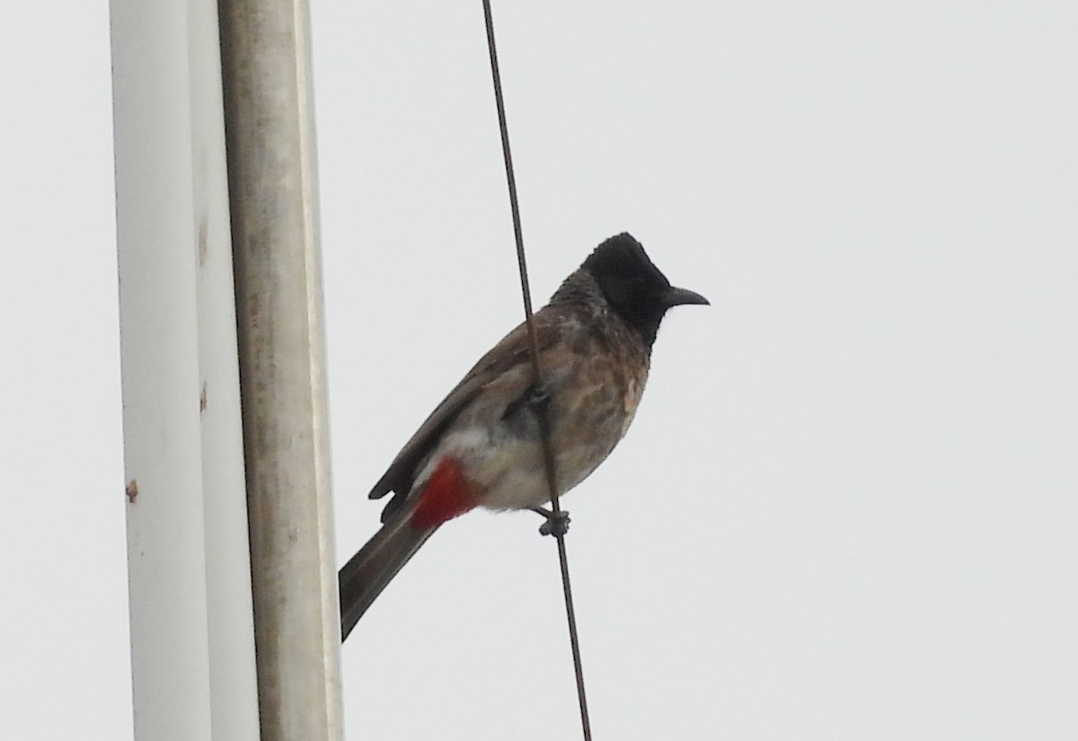 Red-vented Bulbul - ML621136933