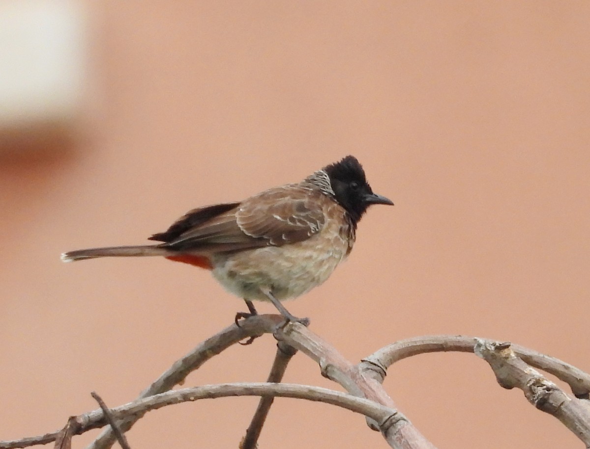 Red-vented Bulbul - ML621136934