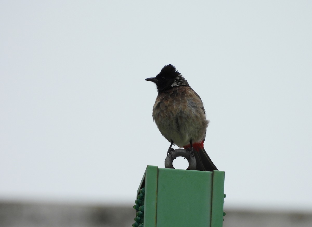 Red-vented Bulbul - ML621136935