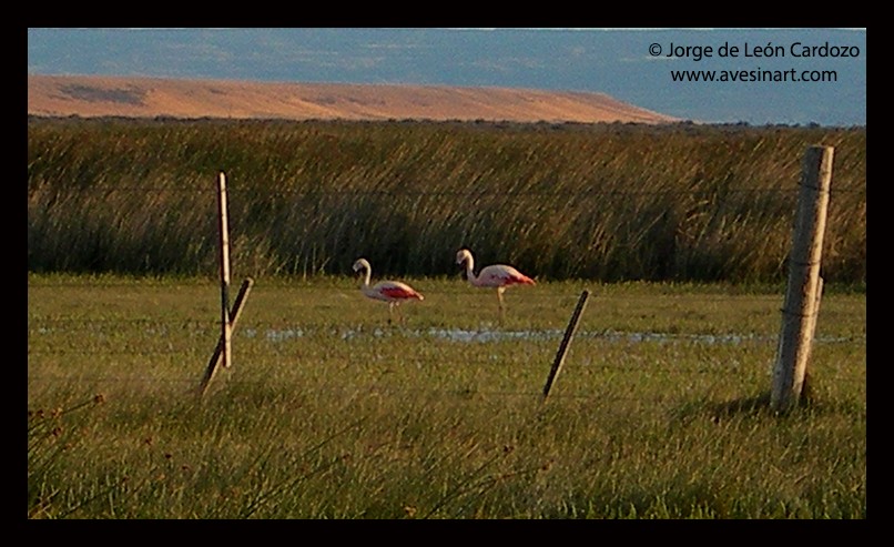 Chilean Flamingo - Jorge de Leon Cardozo