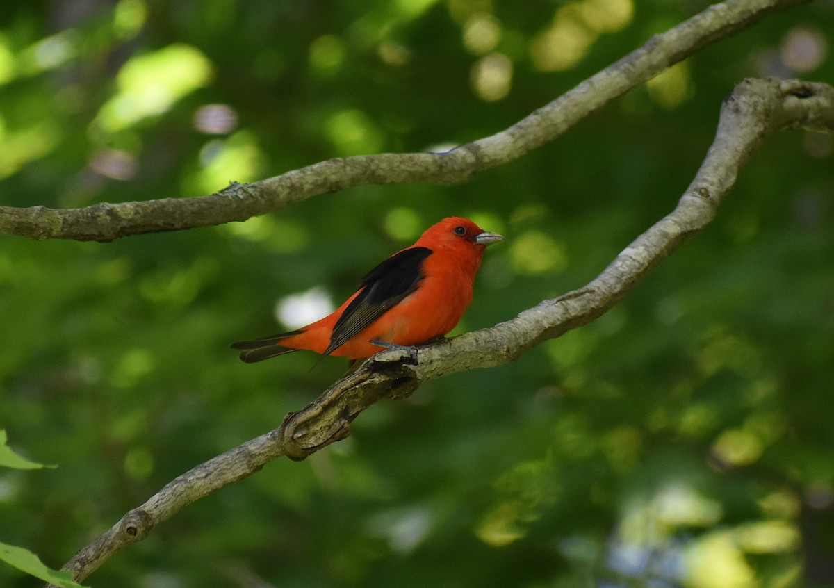 Scarlet Tanager - ML621136964
