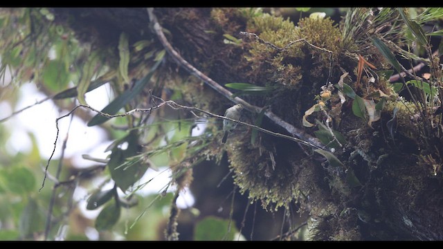 Choco Tyrannulet - ML621136975